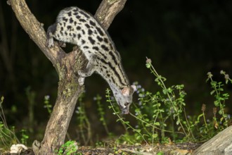 Common genet (Genetta genetta), climbing on a tree wildlife in a forest, Montseny National Park,