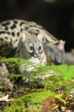 Common genet (Genetta genetta), wildlife in a forest, Montseny National Park, Catalonia, Spain,