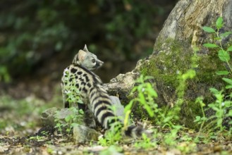 Common genet (Genetta genetta), wildlife in a forest, Montseny National Park, Catalonia, Spain,