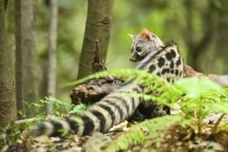 Common genet (Genetta genetta), wildlife in a forest, Montseny National Park, Catalonia, Spain,