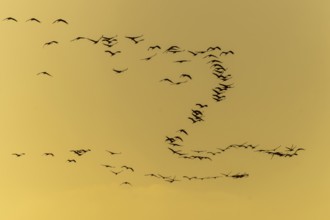 Silhouettes of cranes flying at yellow sunset, Crane (Grus grus) wildlife, Western Pomerania Lagoon