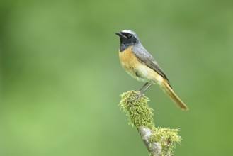 Redstart (Phoenicurus phoenicurus), Bird of the Year 2025, male on mossy branch, songbird,