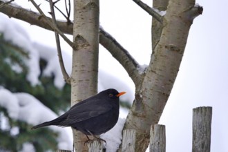 Blackbird, Wintertime, Germany, Europe