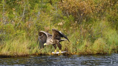 White-tailed eagle (Haliaeetus albicilla), in flight over a watercourse, holding a fish in its