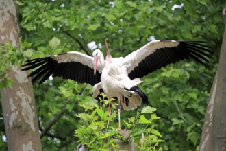 White stork (Ciconia ciconia), adult female, male, pair, at breeding site, mating, copula,