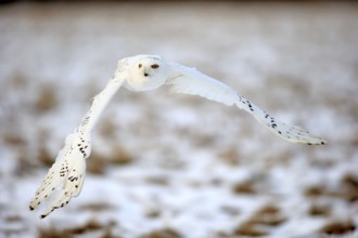 Snowy Owl, Snowy Owl (Nyctea scandiaca), adult flying in winter, snow, Zdarske Vrchy,