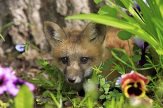 Red fox (Vulpes vulpes), young animal, meadow, flower, ten weeks old, portrait, Montana, USA, North