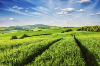 Green fields of Moravia, Czech Republic, Europe