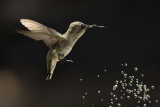 Anna's hummingbird (calypte anna) enjoying the water fountain drops