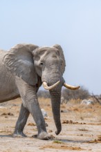 African elephant (Loxodonta africana), African savannah, Nxai Pan National Park, Botswana Botswana