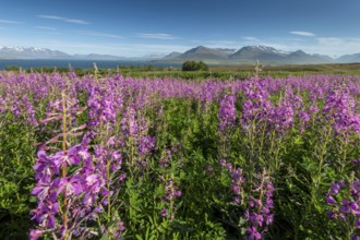 Lupins (Lupinus), Eyjafjörður or Eyjarfjörður or Eyjafjördur, Iceland, Europe