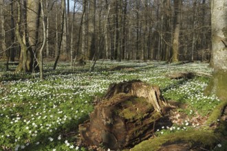 Wood anemone (Anemone nemorosa) Carpet of flowers in deciduous forest, Allgäu, Bavaria, Germany,