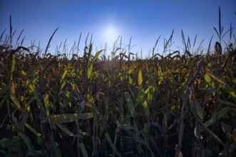 Maize, maize field, dried up, sun, heat, agriculture, farming, Stuttgart, Baden-Württemberg,