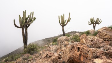 Transition from highland to coastal desert vegetation, Crossing the Andes from Cuscu towards Nazca,