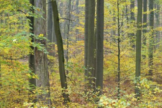 Near-natural deciduous forest in autumn with colourful leaves, copper beech (Fagus sylvatica),