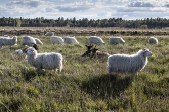 White horned Heidschnucken (Ovis gmelini) and Walliser goats (Capra aegagrus hircus) in the moor,