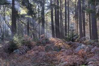 Bracken fern (Pteridium aquilinum) in a light-flooded spruce forest (Picea abies), Emsland, Lower