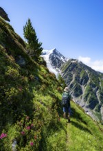 Mountaineer between alpine roses on a hiking trail, impressive mountain landscape with glacier,