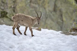 Alpine ibex (Capra ibex), in the snow, Mont Blanc massif, Chamonix, France, Europe