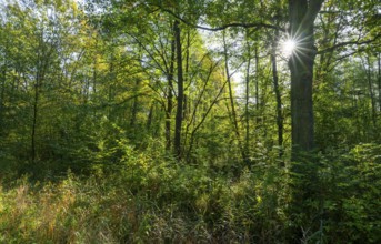 Wilderness forest, trees in backlight with sun star, Lower Saxony, Germany, Europe