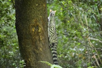 Common genet (Genetta genetta), climbing on a tree wildlife in a forest, Montseny National Park,