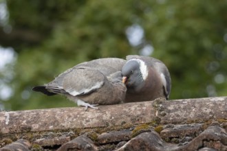 Wood pigeon (Columba palumbus) two birds adult bird feeding a juvenile baby cobb on an urban house