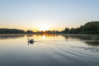 Sunrise at a pond, Mute Swan (Cygnus olor), Thuringia, Germany, Europe