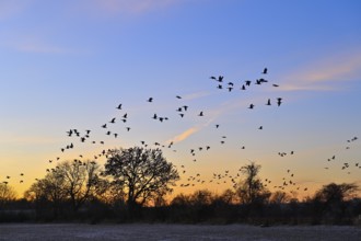 White-fronted goose (Anser albifrons), a flock of wild geese flies at dawn, Lower Rhine, North