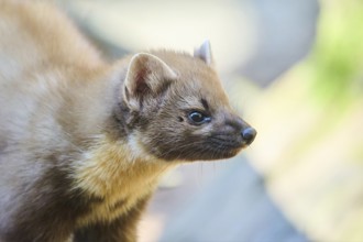 European pine marten (Martes martes) portrait in a forest, Bavaria, Germany, Europe