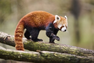 Red panda (Ailurus fulgens) walking on a branch, Germany, Europe