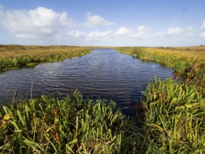 A natural fresh water canal or lagoon in the Bollekamer nature reserve, surrounded by reeds and