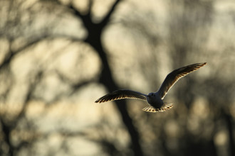 Black-headed Black-headed Gull (Larus ridibundus), approaching, evening light, Lake Zug, Canton