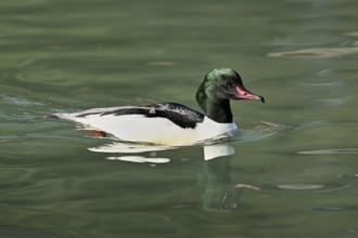 Goosander (Mergus merganser), male swimming, Lake Zug, Switzerland, Europe