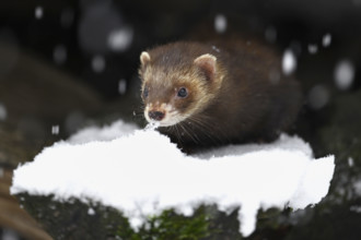 European polecat (Mustela putorius) or forest polecat, sitting on a snow-covered woodpile, captive,