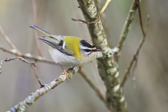 Goldcrest (Regulus regulus), sitting on a branch, Switzerland, Europe