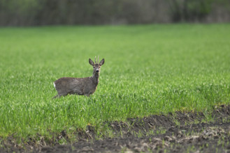 Roebuck (Capreolus capreolus), standing in a meadow, Lake Neusiedl National Park, Seewinkel,