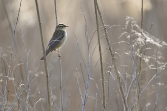 Reed warbler (Acrocephalus schoenobaenus), male on reeds, Lake Neusiedl National Park, Seewinkel,