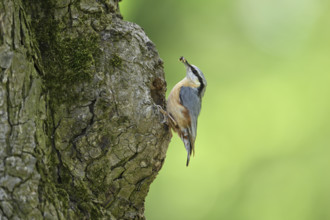 Nuthatch (Sitta europaea), with food in its beak in front of its breeding den, Lake Neusiedl