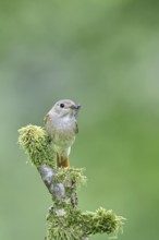 Common redstart (Phoenicurus phoenicurus), female with insect in beak on moss-covered branch,