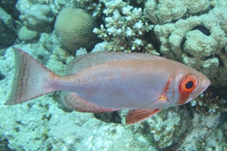 Pink fish with big eyes, reef big-eye perch (Priacanthus hamrur), swimming between corals in clear