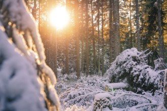 Snow-covered forest in the morning sun, radiant light between trees, Seewald, Black Forest,