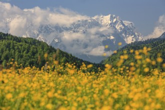 Flower meadow in front of snowy mountains, sunny, spring, buttercup, near Murnau, view of