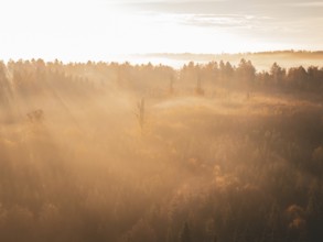 Mysterious atmosphere over a forest in autumn at sunrise, through soft colours of light and fog,