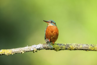 Common kingfisher (Alcedo atthis) sitting on a branch with autumncolours, wildife, Catalonia,