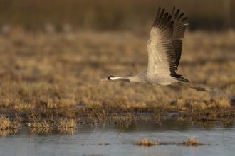 Crane (Grus grus), Hornborgorsjön, Sweden, Europe