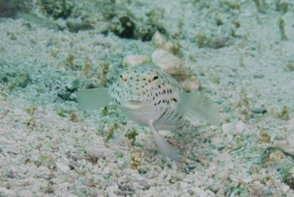 A spotted fish, tail-spotted sand bass (Parapercis hexophthalma), resting on a light-coloured sandy