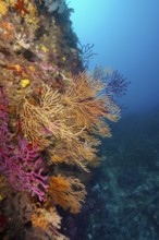 Colourful gorgonians in yellow, Yellow Gorgonian (Eunicella cavolinii) and red, Violescent sea-whip