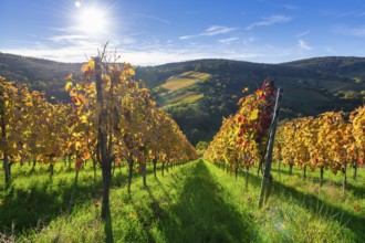 Autumnal vineyards with colourful leaves under bright sunshine in a hilly landscape, Strümpfelbach,