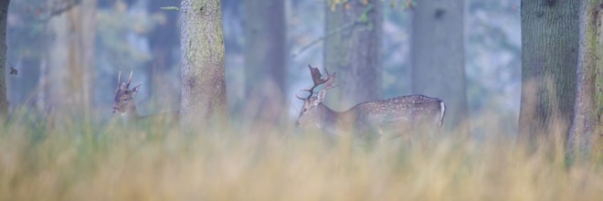 Fallow deer (Dama dama), Germany, Europe