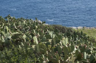 Prickly pears by the sea, Santa Maria di Leuca, Apulia, Salento, Italy, Europe